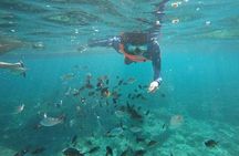 Moalboal Sardines & Turtle Snorkeling and Kawasan Canyoneering