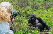 1-Day Rwanda Gorilla Tour