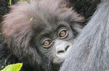 1-Day Rwanda Gorilla Tour