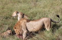 4 Days 3 Nights Tarangire Serengeti & Ngorongoro Lodge Safari