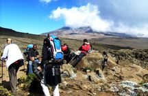  Lemosho Route 8 Days 7 Nights/Kilimanjaro Climb