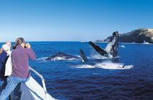 Whale Watching Cruise with Kingfisher Tours Srilanka