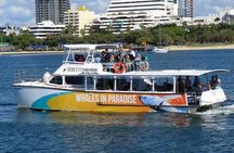 Whale Watching Cruise with Kingfisher Tours Srilanka