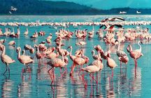 Masai Mara & Lake Nakuru Safari tour: 4-Day Kenya Adventure