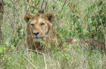 5 Days Ol Pejeta-Lake Nakuru-Masai Mara Mid-Comfort Safari