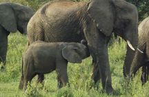 Elephant Orphanage and Giraffe Center Nairobi Day Tour