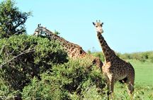 Elephant Orphanage and Giraffe Center Nairobi Day Tour