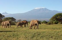 Thrilling 6 Days Amboseli-Lake Nakuru-Maasai Mara Budget Safari