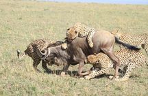 Thrilling 6 Days Amboseli-Lake Nakuru-Maasai Mara Budget Safari