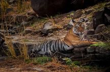 7 Days Golden Triangle Tour with Ranthambore: Delhi Agra Jaipur