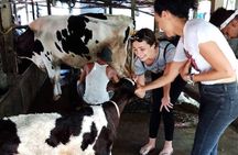 One day be Farmer and Master chef in Saigon