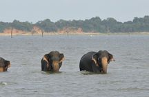 Yala National park with tickets with jeep safari from Hambantota