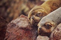 Huacachina Oasis and Mini-Galapagos Most reviewed company in Peru
