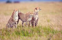 3-Day Camping Safari to Serengeti and Ngorongoro Crater - Group Joining Tour