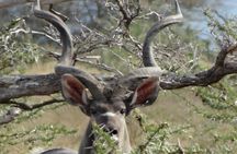 5 Days Safari to Nyerere NP (Selous GR) and Mikumi NP