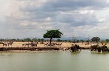 Short Safari from Dar es Salaam to Mikumi National Park - 2 Days
