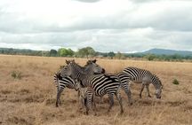 3 Days Safari to Mikumi NP - Accommodation Inside the Park