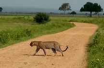 4 Days Safari to Mikumi NP and Udzungwa Mountain NP Mid - Range Accommodation