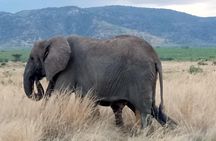 6 Days Safari to Udzungwa Mountain NP, Ruaha NP and Mikumi NP 