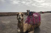 Agadir Guided City Tour