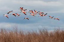 Full-Day Tour to Laguna de los Pozuelos from Tilcara