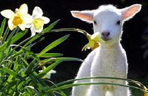 Lyttelton Cruise Excursions: Christchurch Sightseeing with Sheep Farm