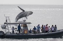 Ultimate Whale Watching Tour aboard the SuperRib: 24 People Max