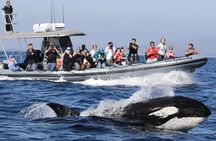 Ultimate Whale Watching Tour aboard the SuperRib: 24 People Max