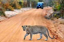 Yala Safari from Hambantota Port by BTM - Private & All Inclusive