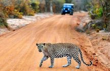 Yala Safari Private Day Trip with Return Transport -All Inclusive
