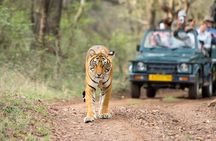 Ranthambore Tiger Safari Day trip from Jaipur - All Inclusive
