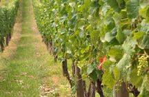 Full Day Small Group Pompeii Tour from Sorrento with Local Wine Tasting