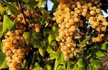Full Day Small Group Pompeii Tour from Sorrento with Local Wine Tasting