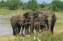 Udawalawe Safari Day Tour from Bentota and its' surrounding areas
