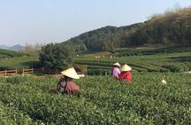 Half-Day Hangzhou Yunxi Bamboo Forest and Tea Plantation Experience