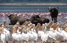 Day trip - Lake Nakuru National Park Tour From Nairobi
