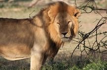 5 Days Big Five Adventures Luxury Lodge Safari in Tanzania