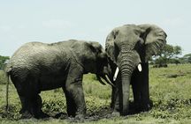 5 Days Big Five Adventures Luxury Lodge Safari in Tanzania