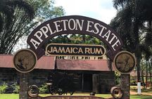 Appleton Rum Factory, YS Falls, and Reggae Horseback Ride & Swim Combo Tour