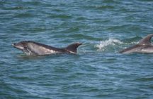 Panama City Beach Dolphin Sightseeing Sail