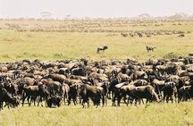 7 Day 6 nights Great Migration Classic Tanzania Safari