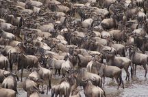 7 Day 6 nights Great Migration Classic Tanzania Safari