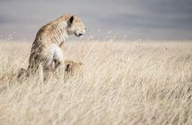 5 Day Serengeti, Tarangire, & Ngorongoro & Manyara Grass Root Safari.