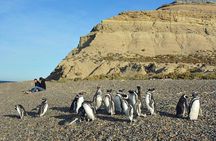 Patagonia Ranch and El Pedral Penguin Colony Tour from Puerto Madryn