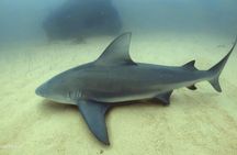 Scuba Diving adventure Cabo pulmo