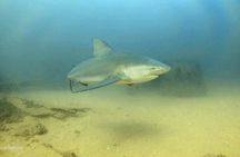 Scuba Diving adventure Cabo pulmo