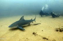 Scuba Diving adventure Cabo pulmo