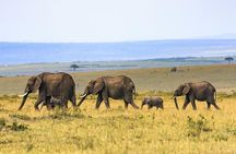 Full-Day Serengeti Tour from Mwanza