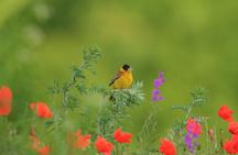 Two-day Birding Trip: The Eastern Rhodopes & Sakar