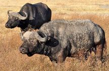 5 Days Safari In Serengeti And Ngorongoro